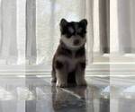 Small Siberian Husky