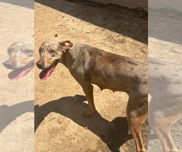Medium Photo #2 Great Dane Puppy For Sale in Bullard, TX, USA