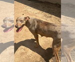 Small #1 Great Dane