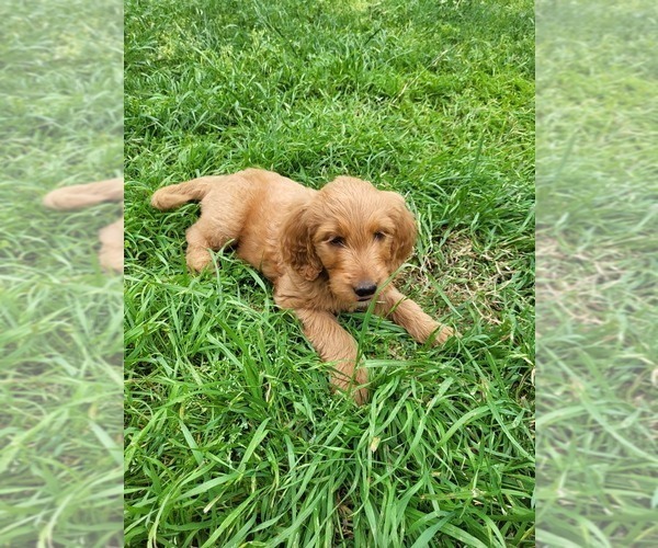 Medium Photo #3 Goldendoodle Puppy For Sale in AZLE, TX, USA