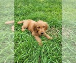 Small Photo #3 Goldendoodle Puppy For Sale in AZLE, TX, USA