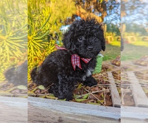 Maltese-Poodle (Toy) Mix Puppy for sale in TEMECULA, CA, USA