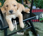 Small Photo #26 Golden Retriever Puppy For Sale in LE ROY, MN, USA
