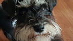Small Photo #1 Schnauzer (Miniature) Puppy For Sale in BRKN ARW, OK, USA