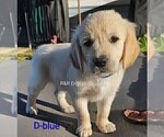 Small #4 English Cream Golden Retriever