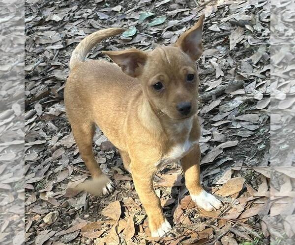 Medium Photo #4 Chihuahua-Unknown Mix Puppy For Sale in Yardley, PA, USA