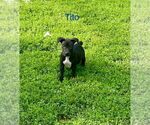Small #1 Mutt
