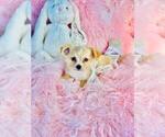 cute puppy - Female Chihuahua Puppy for Sale - Photo #23