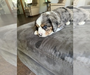 Australian Shepherd-Cavalier King Charles Spaniel Mix Puppy for sale in AUBURN, CA, USA