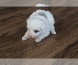 Pomeranian-Poodle (Toy) Mix Puppy for sale in EVART, MI, USA