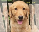 Image preview for Ad Listing. Nickname: AKC Lilly