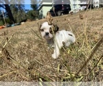 Small Photo #26 Shih Tzu Puppy For Sale in VENETA, OR, USA