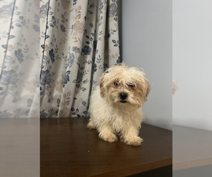 Shih Tzu-Unknown Mix Puppy for sale in DURHAM, CT, USA