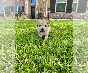 Labrador Retriever-Unknown Mix Dogs for adoption in The Woodlands, TX, USA