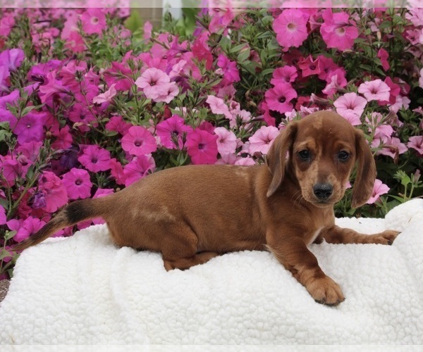 Medium Photo #2 Dachshund Puppy For Sale in FREDERICKSBURG, OH, USA