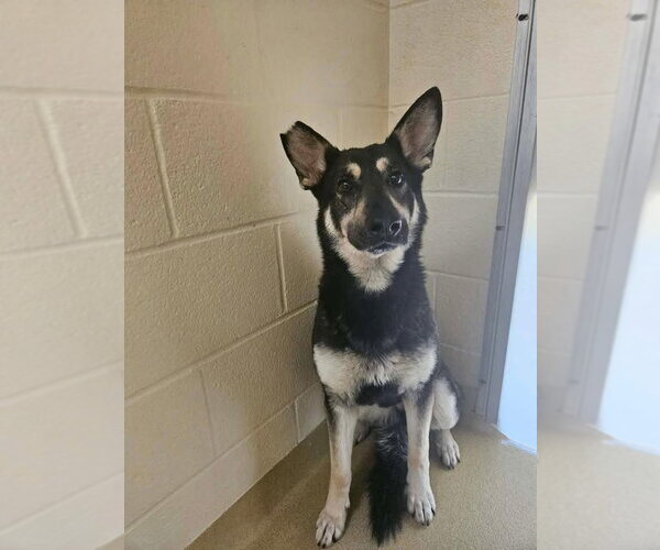 Medium Photo #2 Mutt Puppy For Sale in Mooresville, NC, USA