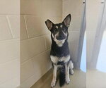 Small #1 Mutt