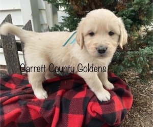 Golden Retriever Puppy for Sale in SWANTON, Maryland USA
