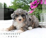 Small Bernedoodle (Miniature)
