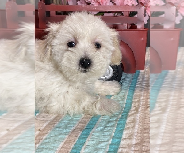 Medium Photo #6 Havaton Puppy For Sale in CANOGA, NY, USA