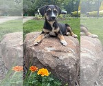Small #2 Collie-Labrador Retriever Mix