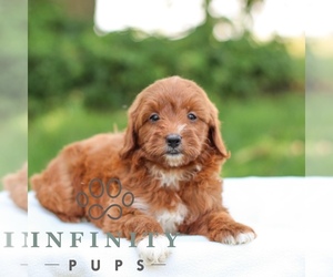 Goldendoodle (Miniature) Puppy for sale in LITITZ, PA, USA