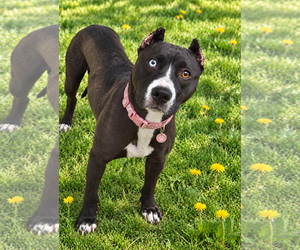 Eclipse - Female Siberian Husky-Unknown Mix Dog for Adoption - Photo #3
