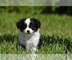 Small #4 Miniature Australian Shepherd