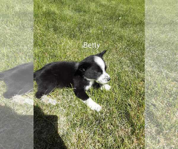 Medium Photo #1 Chihuahua-Unknown Mix Puppy For Sale in MIDWAY, UT, USA