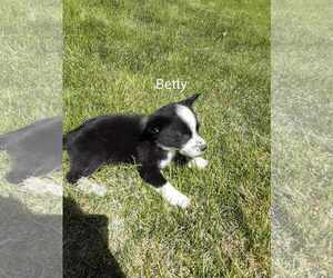 Chihuahua-Unknown Mix Dogs for adoption in MIDWAY, UT, USA