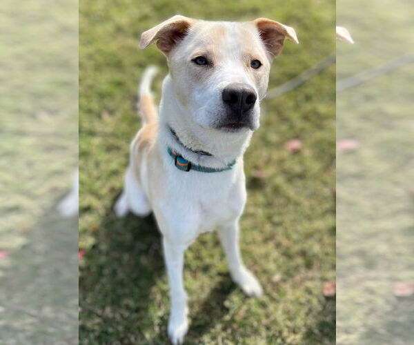 Medium Photo #4 Mutt Puppy For Sale in Rowlett, TX, USA