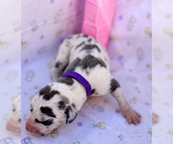 Medium Photo #3 Great Dane Puppy For Sale in MARSHVILLE, NC, USA