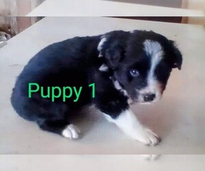Border-Aussie Puppy for sale in INCHELIUM, WA, USA
