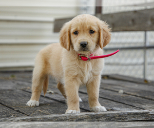Golden Retriever Puppy for sale in LIBERTY, KY, USA