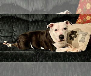 Justus - Male American Pit Bull Terrier-Unknown Mix Dog for Adoption - Photo #2