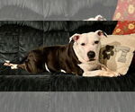 Small #1 American Pit Bull Terrier Mix