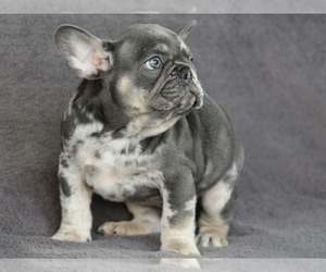 French Bulldog Puppy for sale in SILVER SPRING, MD, USA