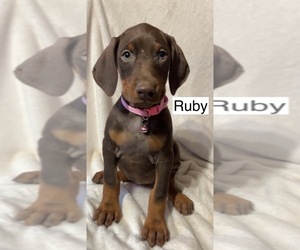 Doberman Pinscher Puppy for sale in POMEROY, OH, USA