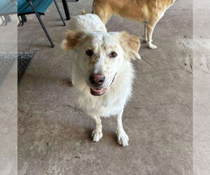 Great Pyrenees-Unknown Mix Dogs for adoption in Houston, TX, USA