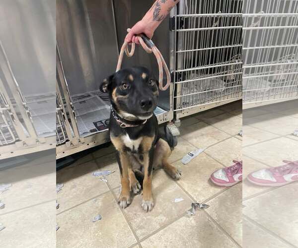 Medium Photo #2 German Shepherd Dog-Unknown Mix Puppy For Sale in Frenchburg, KY, USA