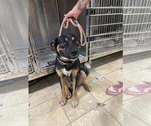 Maddox - Male German Shepherd Dog-Unknown Mix Dog for Adoption - Photo #2