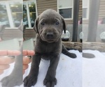 Puppy Mr Blue Labrador Retriever