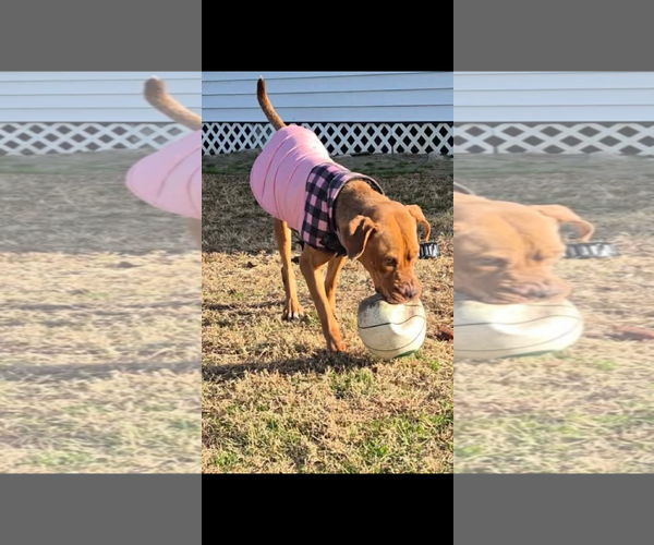 Medium Photo #1 American Staffordshire Terrier Puppy For Sale in Holly Springs, NC, USA