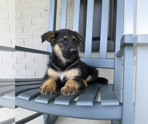 German Shepherd Dog Puppy for sale in FRANKLIN, IN, USA