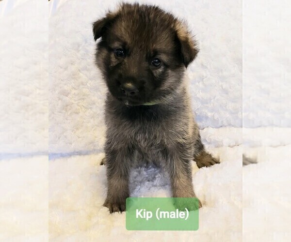 Medium Photo #1 German Shepherd Dog Puppy For Sale in CULLMAN, AL, USA