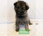 Small Photo #1 German Shepherd Dog Puppy For Sale in CULLMAN, AL, USA