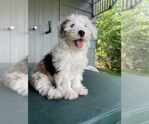 Labradoodle-Sheepadoodle Mix Puppy for sale in GILMANTON, NH, USA