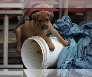 Rhodesian Ridgeback Puppy for sale in POWDER SPGS, GA, USA