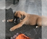 Small #4 Boxer