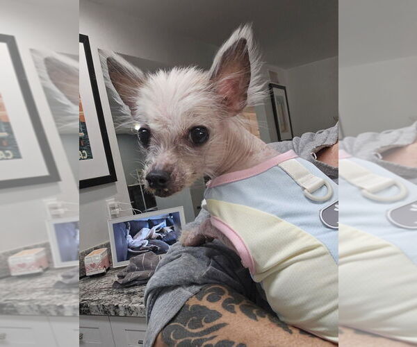 Medium Photo #1 Mutt Puppy For Sale in Vail, AZ, USA